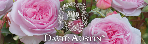 David Austin Roses